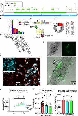 Oxytocin accelerates tight junction formation and impairs cellular migration in 3D spheroids: evidence from Gapmer-induced exon skipping